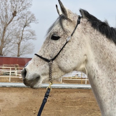 Sylver Royal Horse Halter: Bridle Set for Riding
