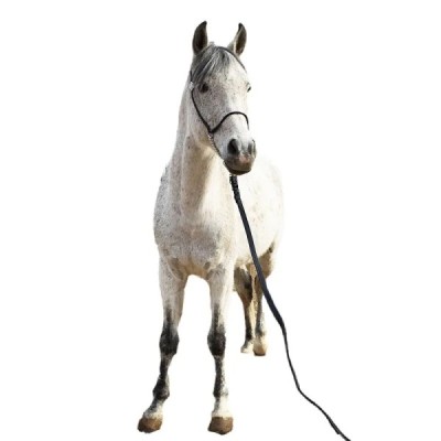 Sylver Royal Horse Halter: Bridle Set for Riding